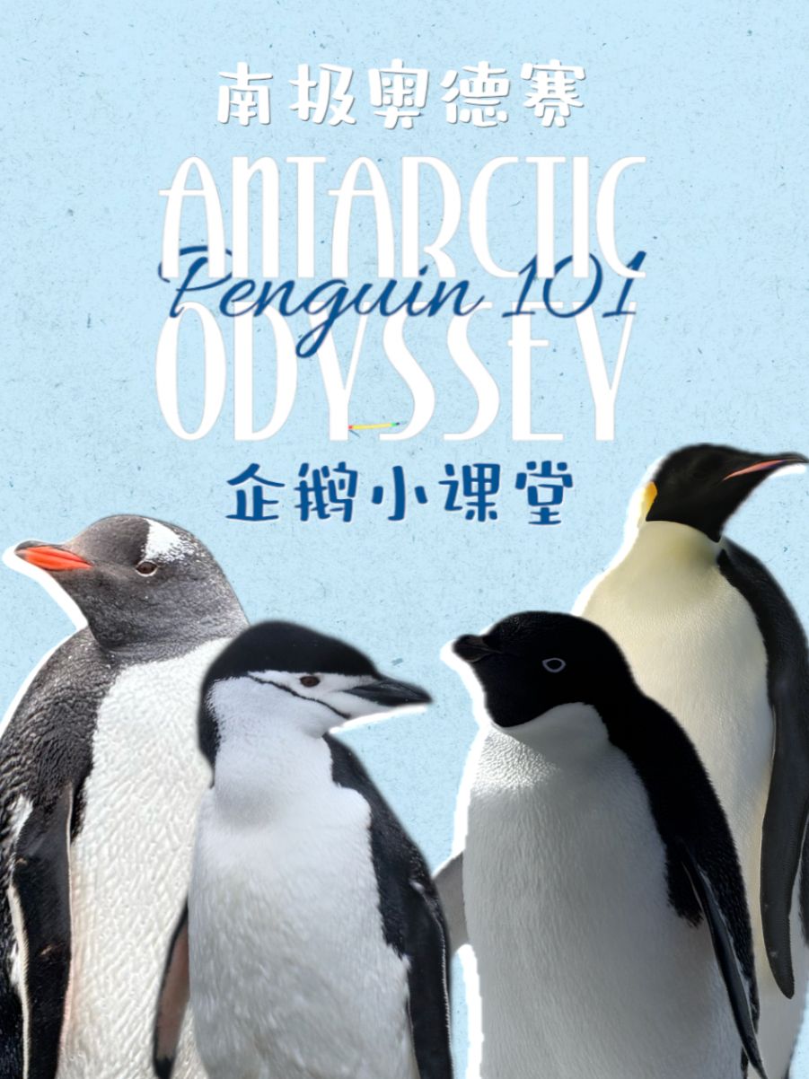 这些企鹅你认识几种?跟随记者来看企鹅小课堂