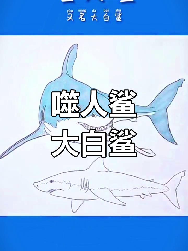 大白鲨的恐怖捕食瞬间,3200公斤巨兽独占美食