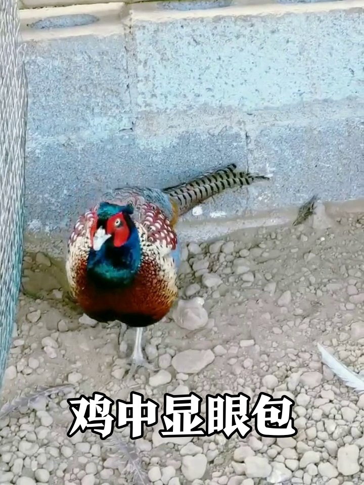 围栏里的五彩野鸡：我这羽毛是租的，必须显眼！