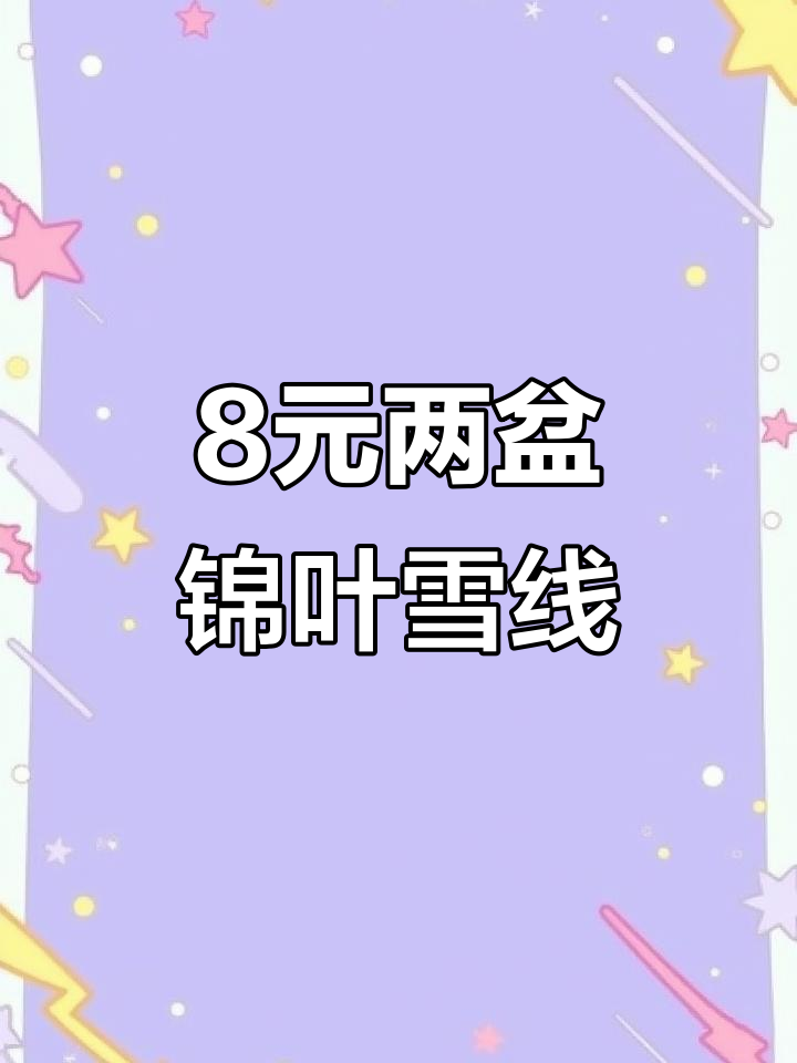 8块钱买两盆锦叶血苋,夏季养护要注意