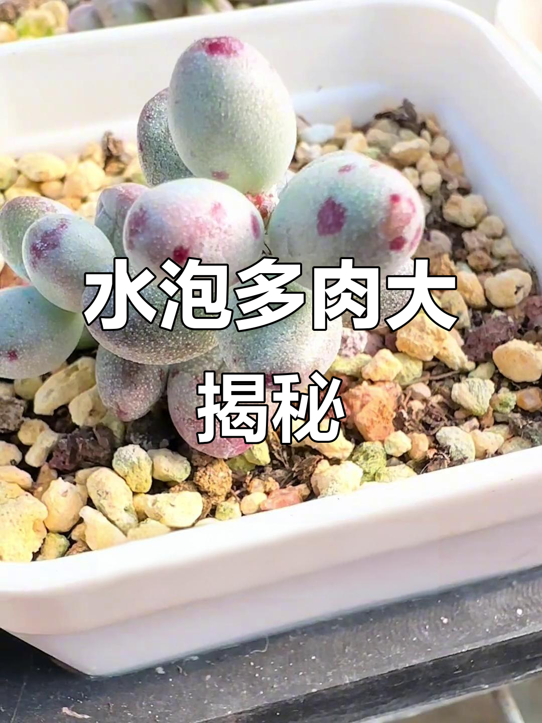 带你认识水泡多肉,每天六种让你眼花缭乱