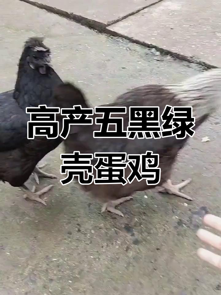 凤头五黑绿壳蛋鸡:高产又大只,乌黑羽毛惹人爱