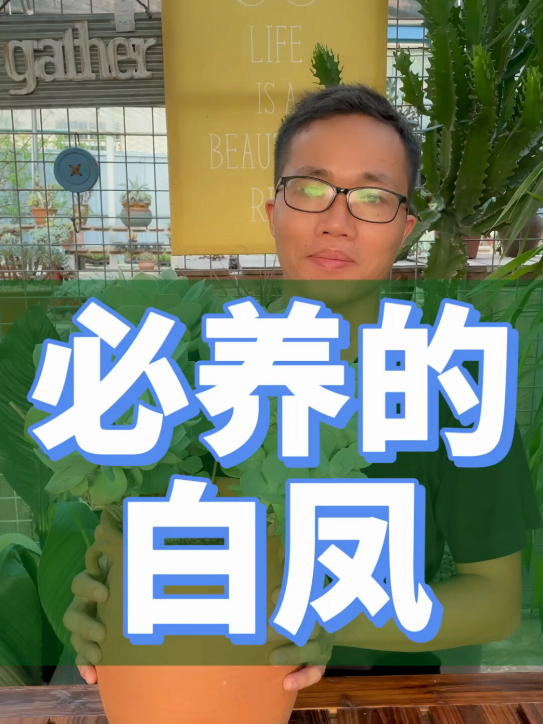 新手必养的多肉叫白凤