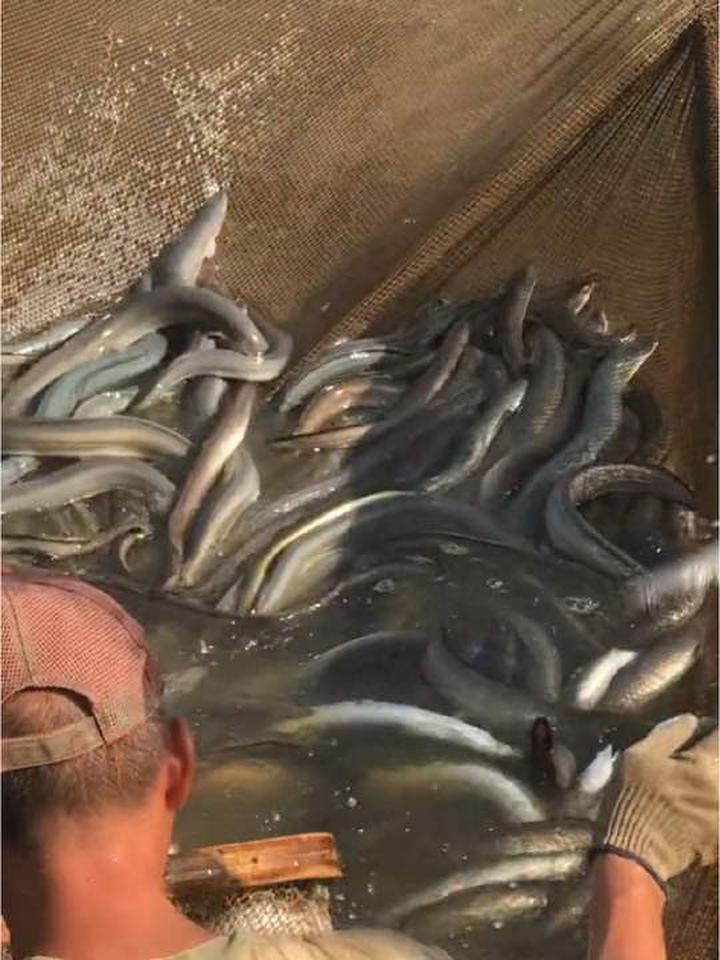 鳗鱼养殖全过程详细记录