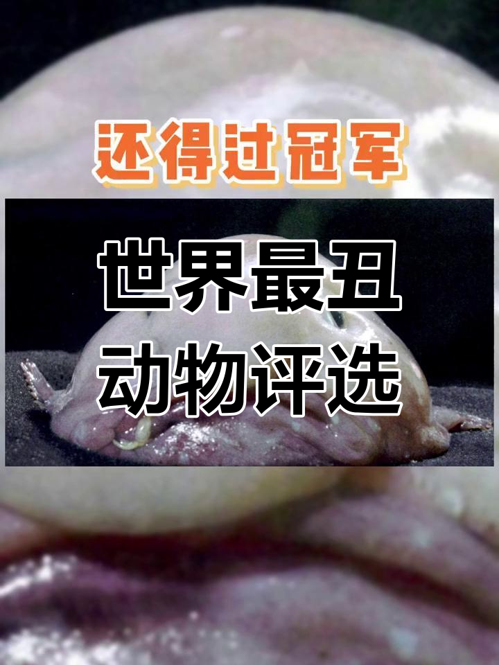 水滴鱼：丑陋却赢得世界关注