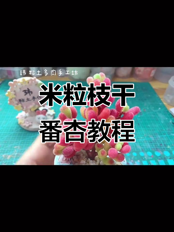 粘土多肉教程:米粒枝干番杏制作技巧