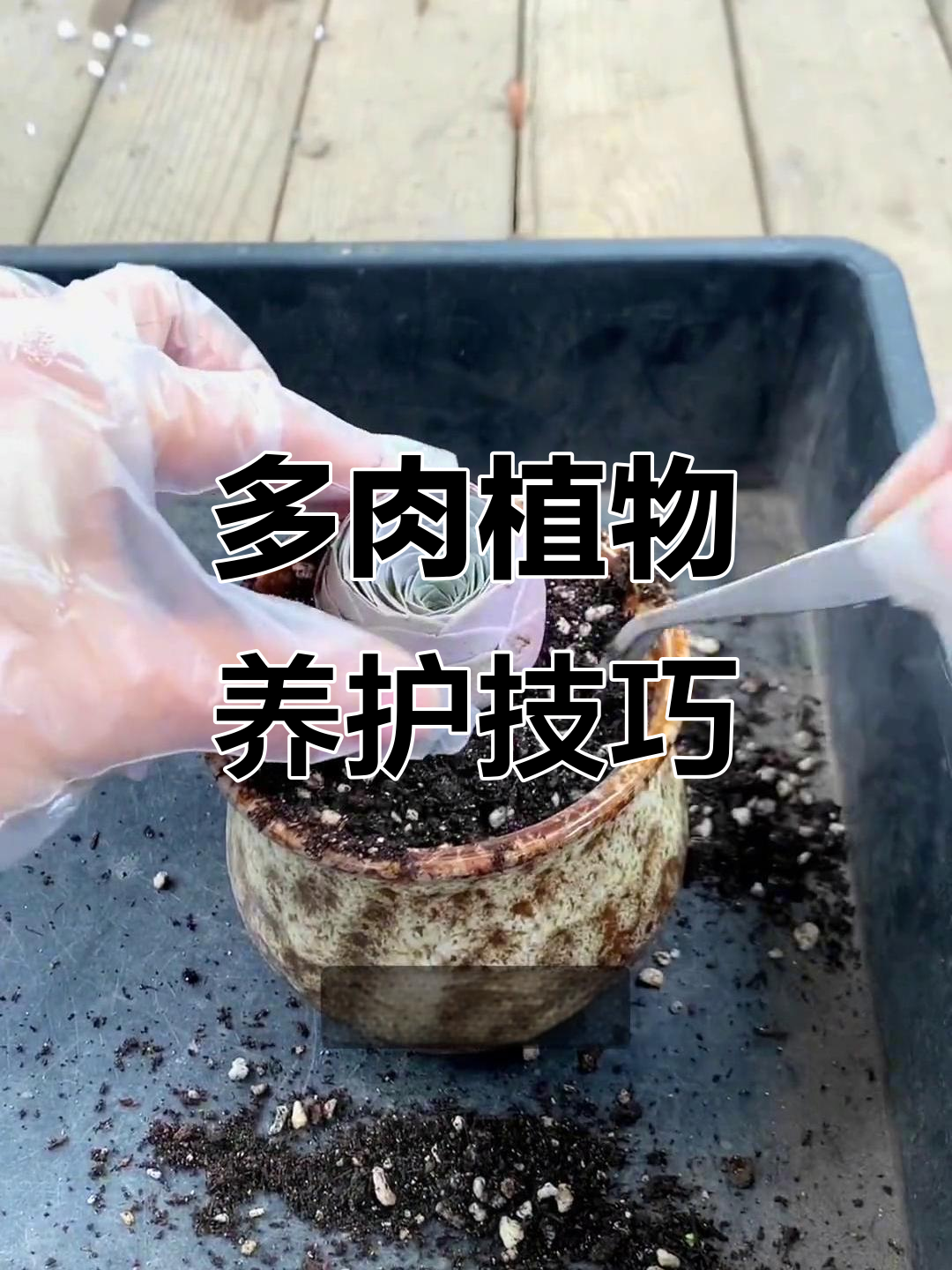 网购多肉植物如何种植？从清理到上盆全攻略