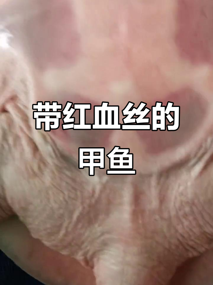 甲鱼红血丝大揭秘,毛细血管超细!