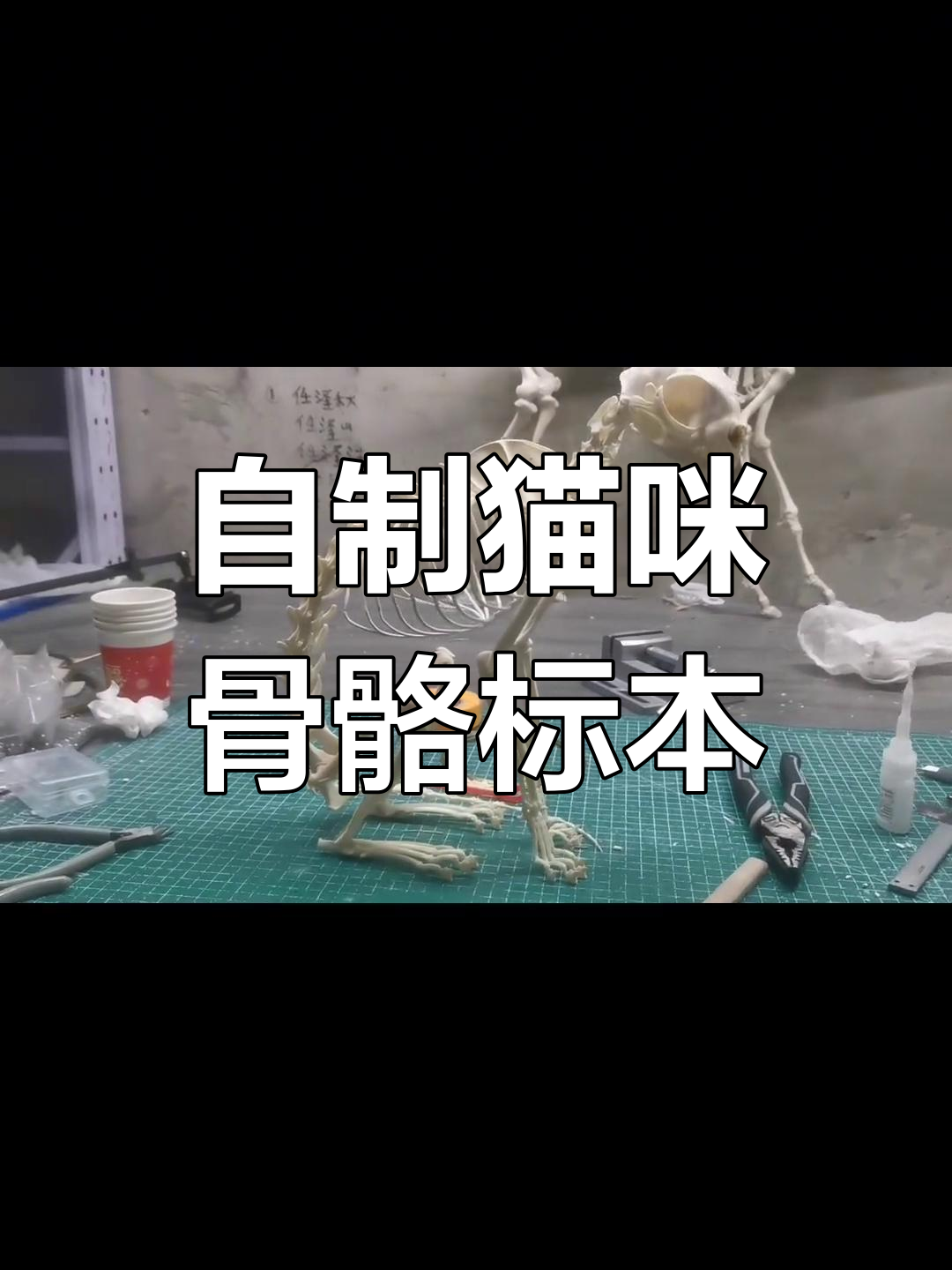 亲手拼装猫骨骼标本,打造独特装饰模型