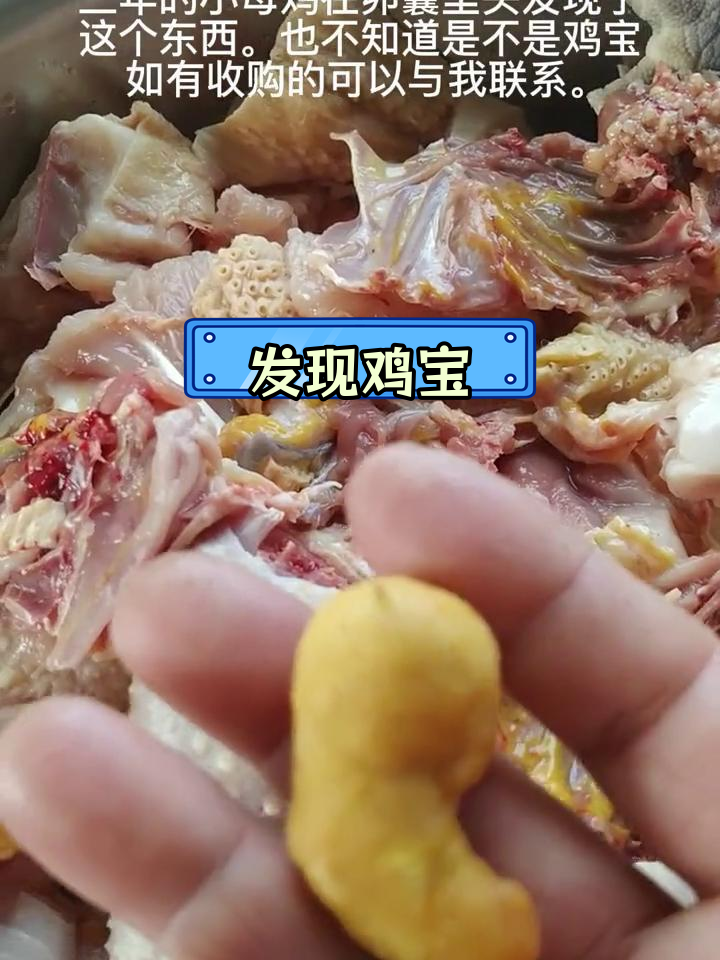 鸡宝鉴定与出售