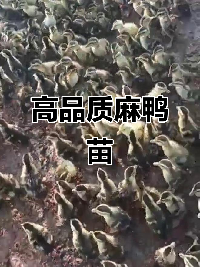 优质麻鸭苗,健康又强壮
