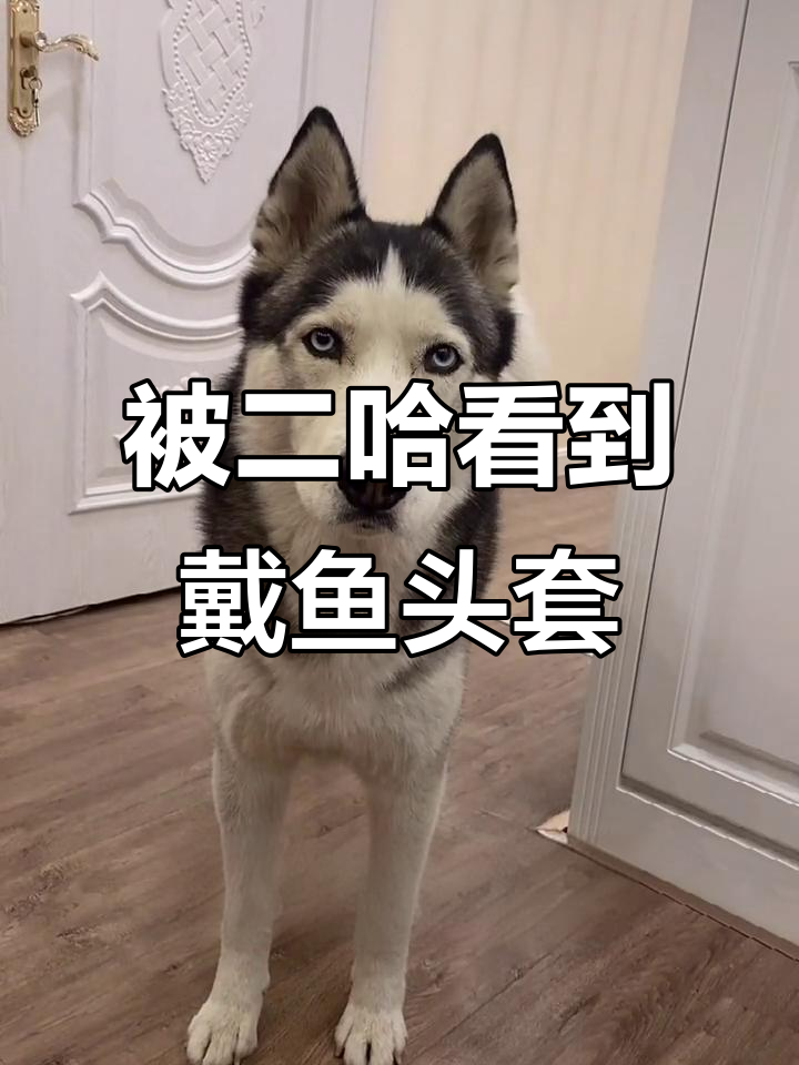 戴上鱼头套逗狗,结果被二哈看到了!尴尬瞬间太搞笑