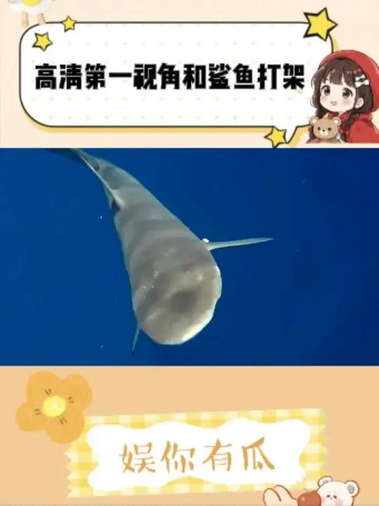 没有对鲨鱼的害怕，全是对保卫猎物成功的得意