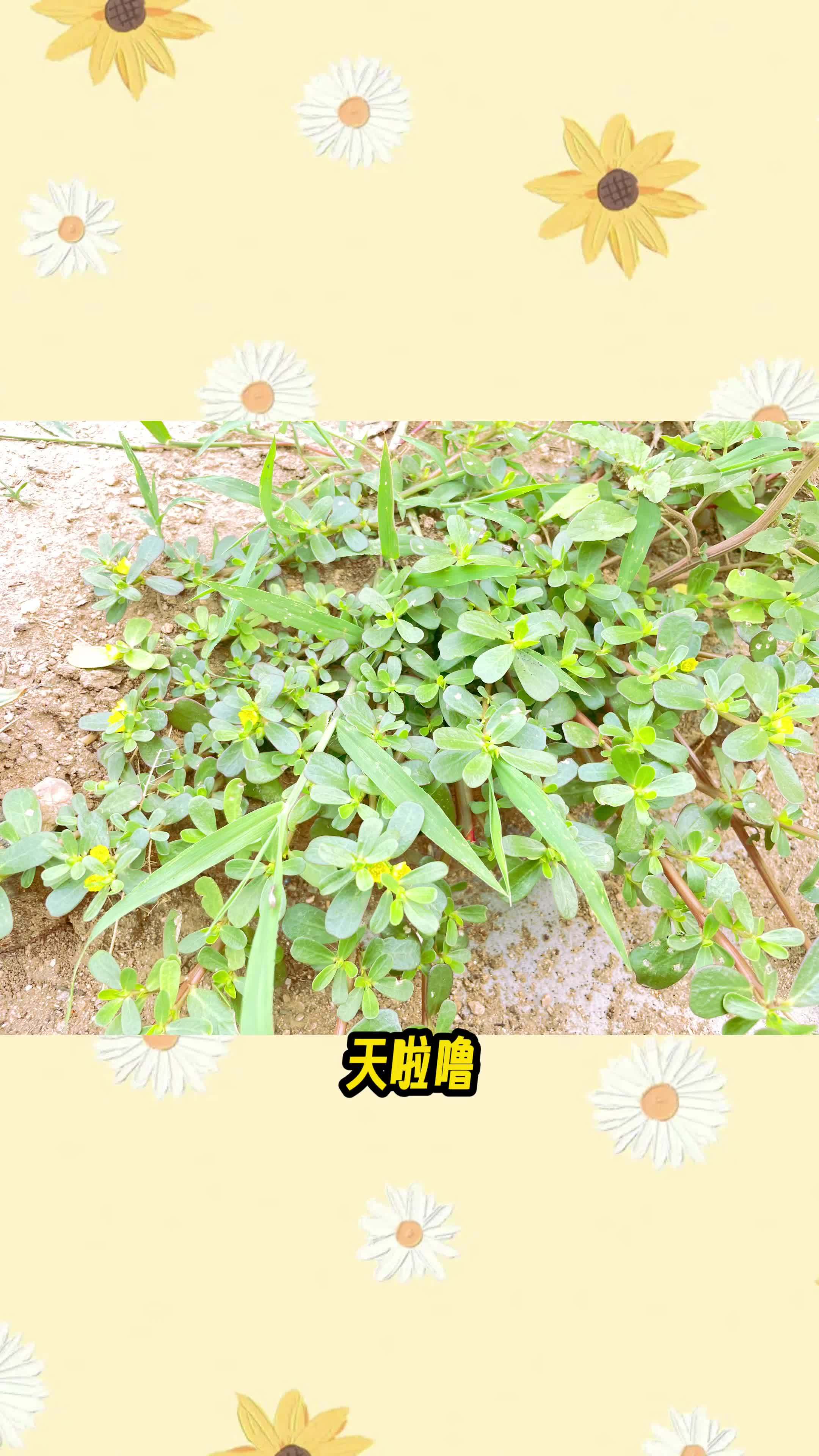 爱生活爱美食 没想到,夏季排名第一的野菜竟是“她”,小时候当野草拔掉,现在竟然卖十几块一斤