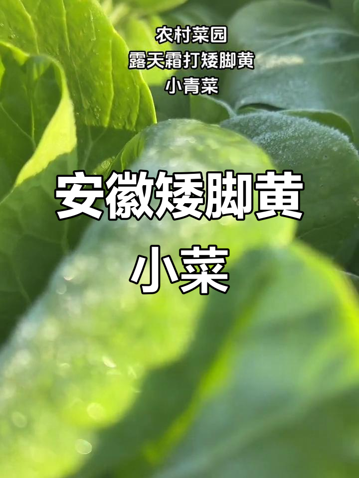 安徽农村矮脚黄小青菜，霜打后更美味