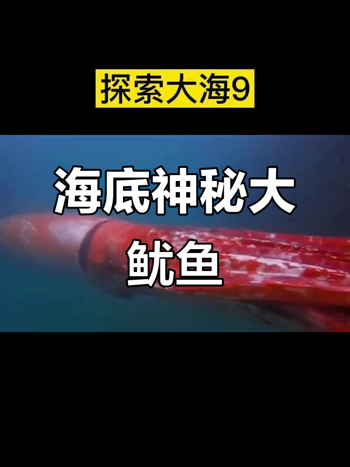 深海巨型章鱼,渔民称其为“海怪”