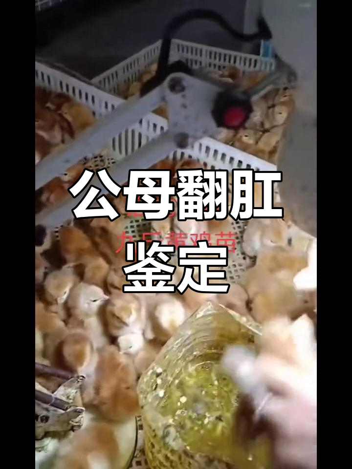 九斤黄鸡苗公母鉴别,全国发货