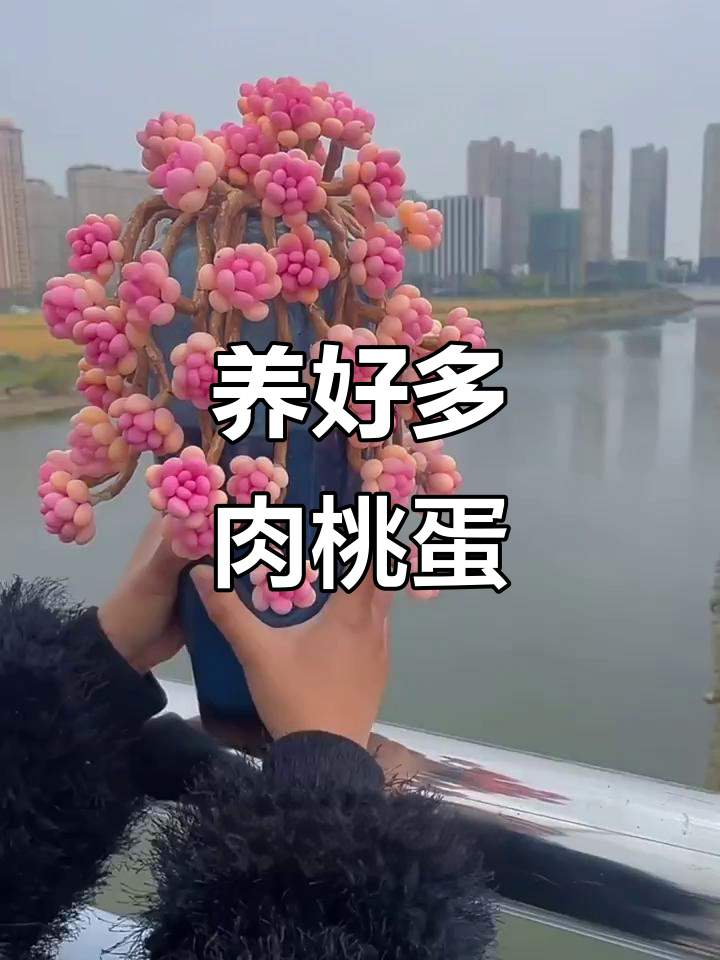 桃蛋多肉养护技巧,轻松养出美丽老桩