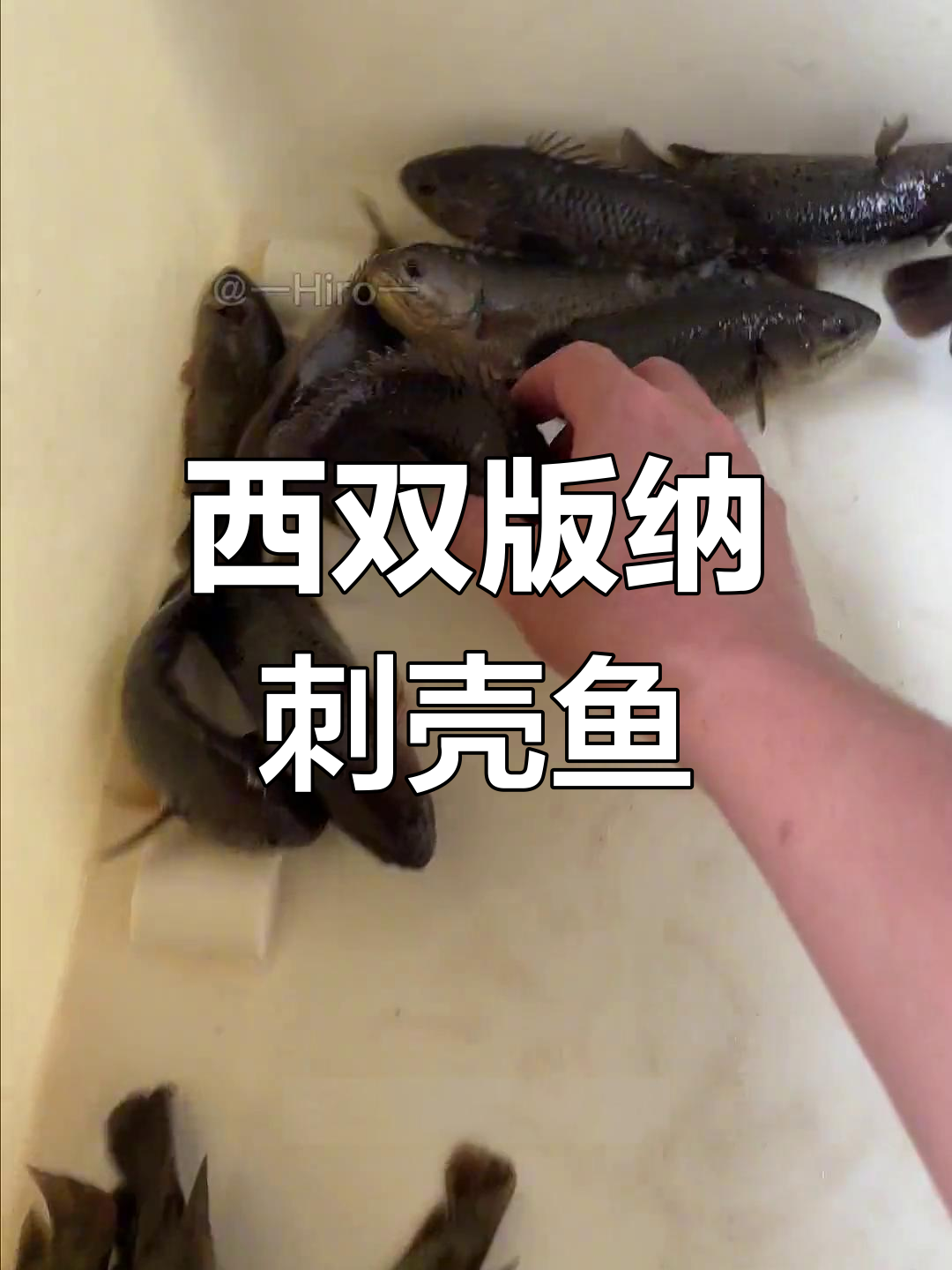 西双版纳的“刺壳鱼”:全身盔甲,几乎无敌却逐渐消失