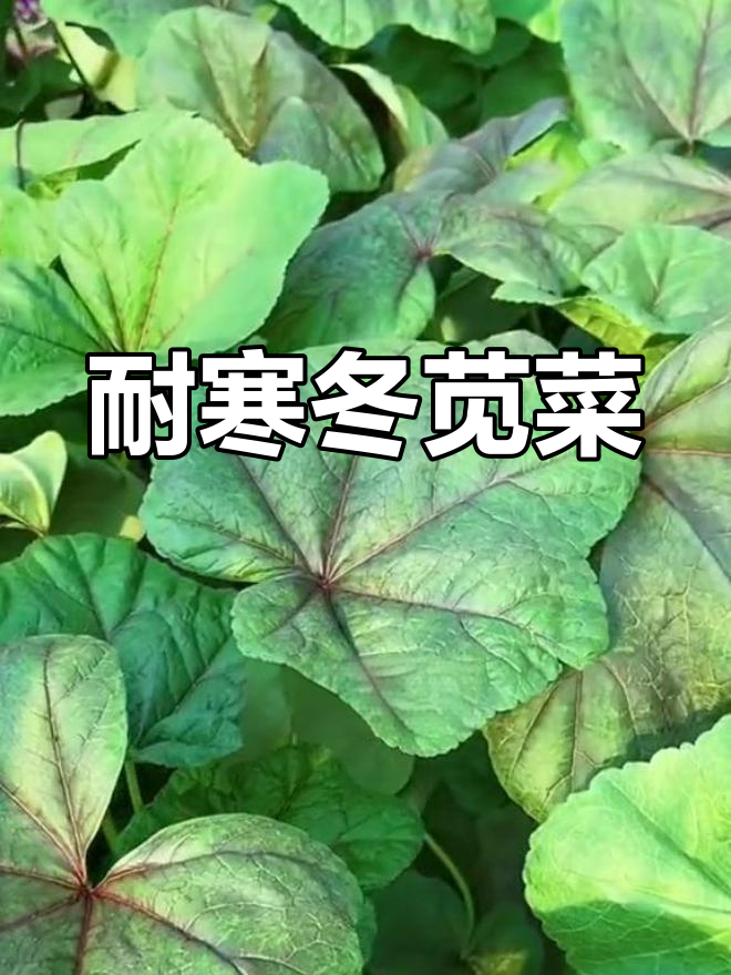 冬季耐寒蔬菜之王,冬苋菜种植简单又美味