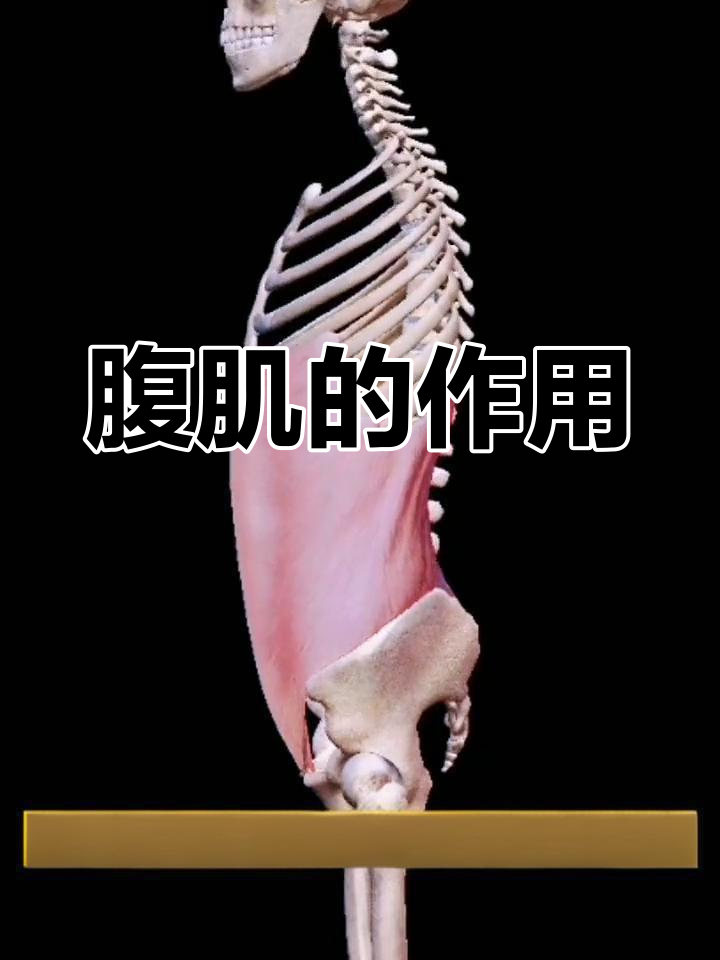 腹部肌肉的功能与结构解析