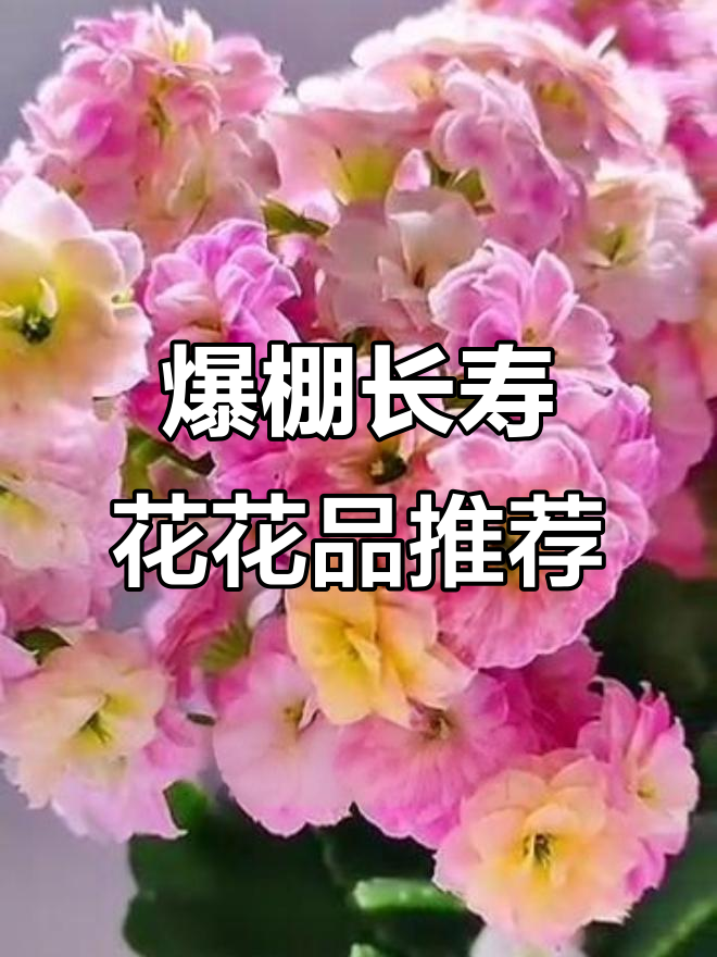 长寿花新品种大揭秘,变色龙、冰淇淋色样样有