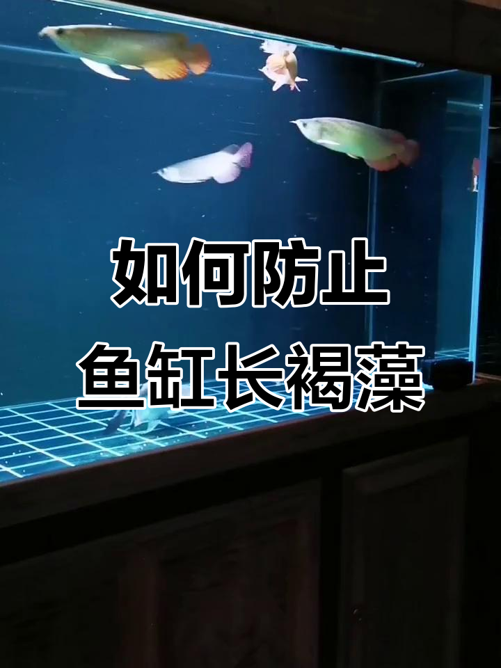 鱼缸褐藻问题解析:水质、光照与过滤的关键