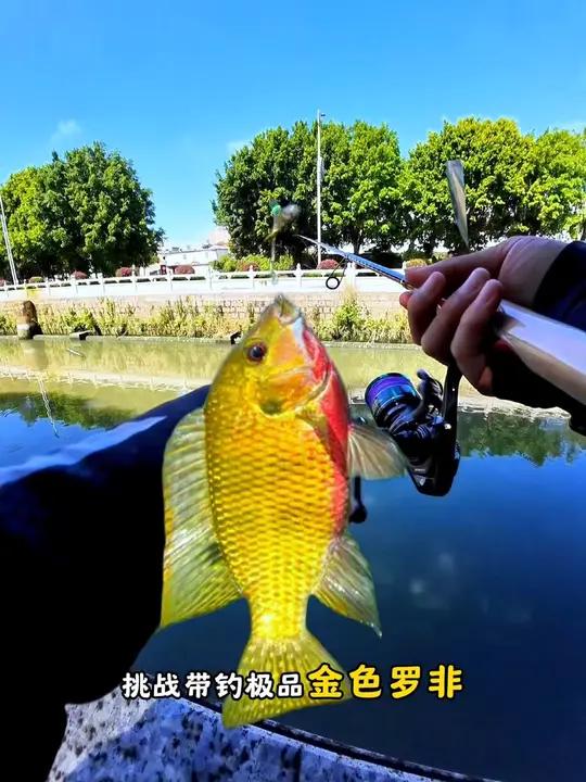 88元路亚代钓金色罗非 你以为很容易钓的鱼,其实极品难求!路亚 路亚罗非 熊王雅典娜 熊王