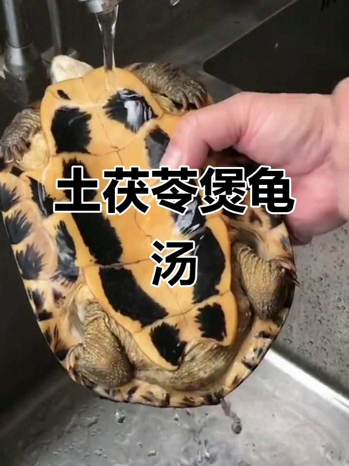 土茯苓龟汤，药材与食材的完美结合