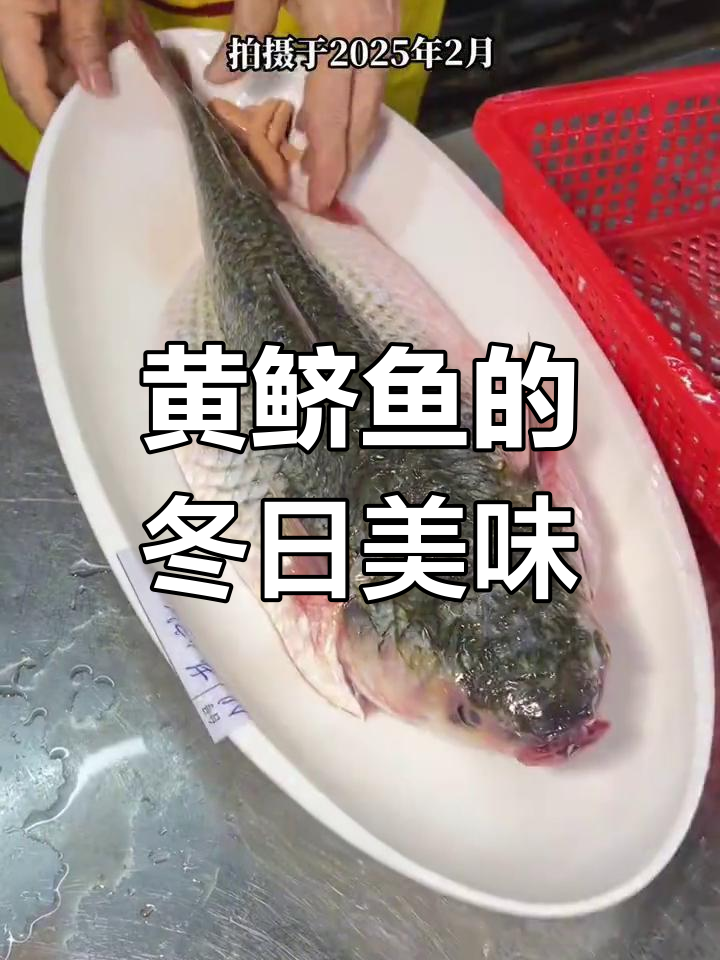 2025年2月,冬季黄鲚鱼洄游鲜美融合
