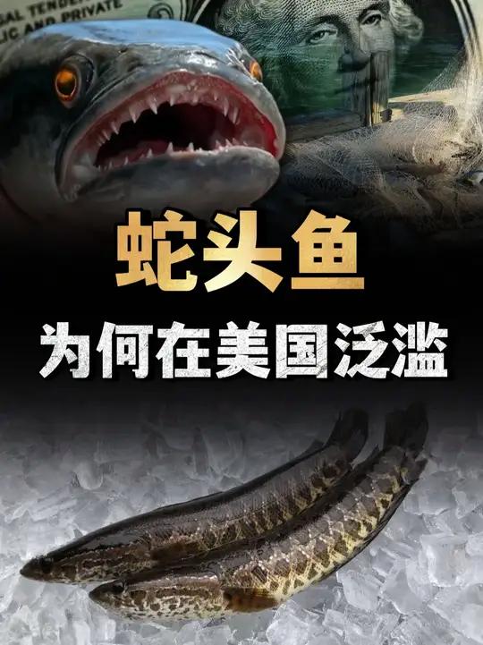 蛇头鱼入侵!在美国14州泛滥成灾,为什么当地人不敢吃?(2)#蛇头鱼 #黑鱼 #科普 #内
