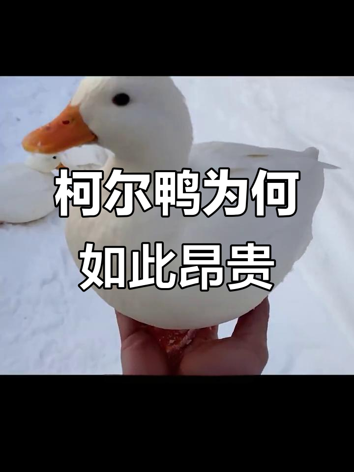 为什么这种宠物鸭这么贵?揭秘柯尔鸭的独特魅力