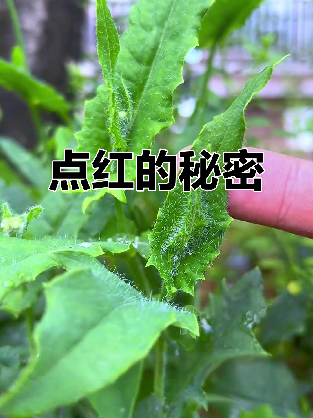 一点红,南方常见野菜,竟有诸多神奇功效!