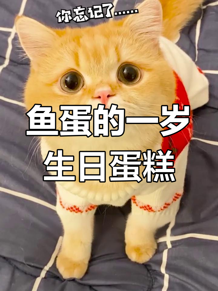 鱼蛋一岁惊喜生日蛋糕,猫咪的独特庆祝方式