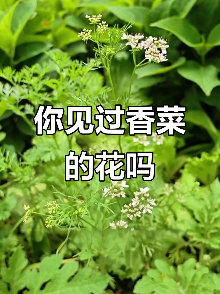 香菜花竟然这么美,你见过吗?