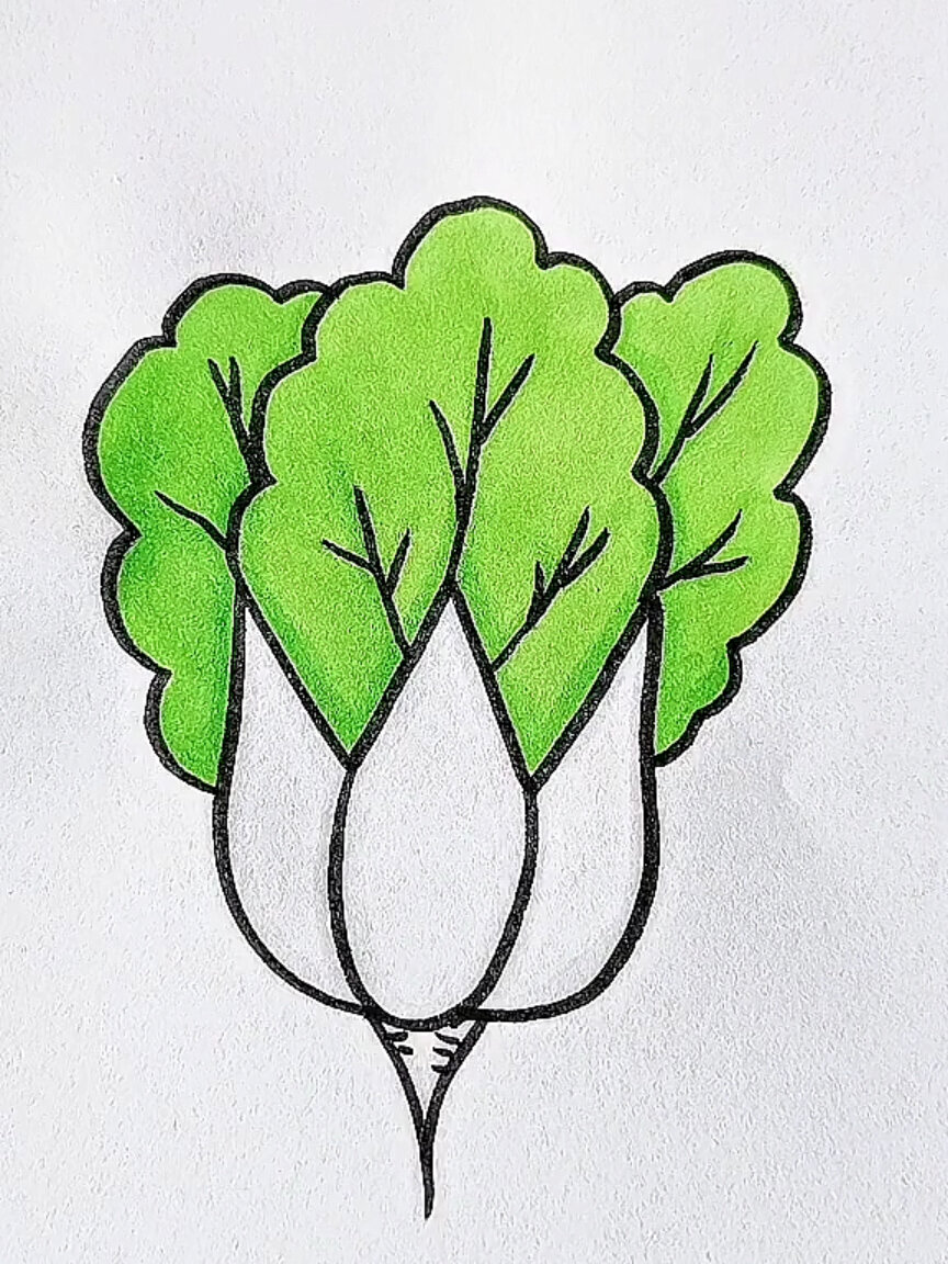 大白菜简笔画