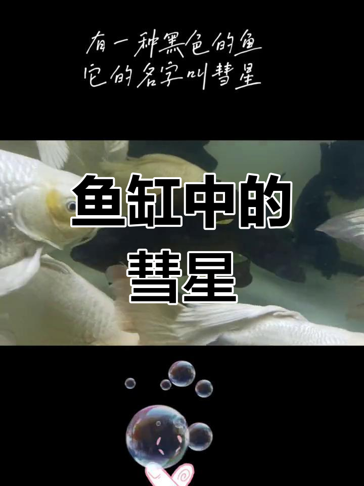 鱼缸里的彗星与神秘力量,鱼儿游动带来的好运