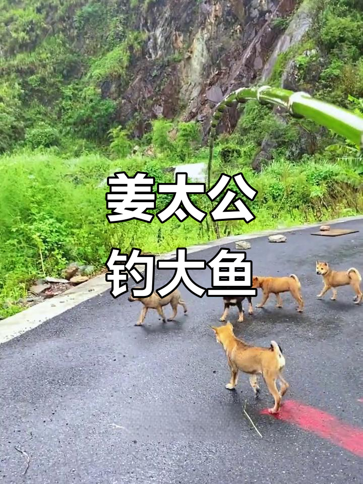 姜太公钓鱼,愿者上钩!中华田园犬勇斗大鱼