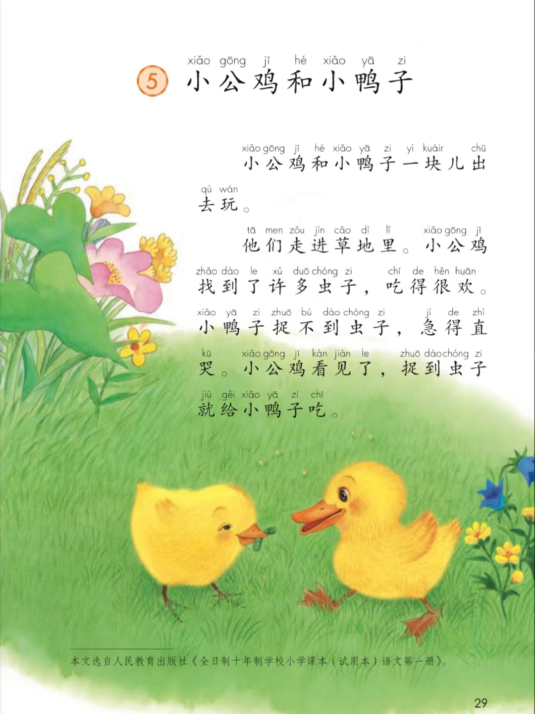 一年级语文下册《小公鸡和小鸭子》