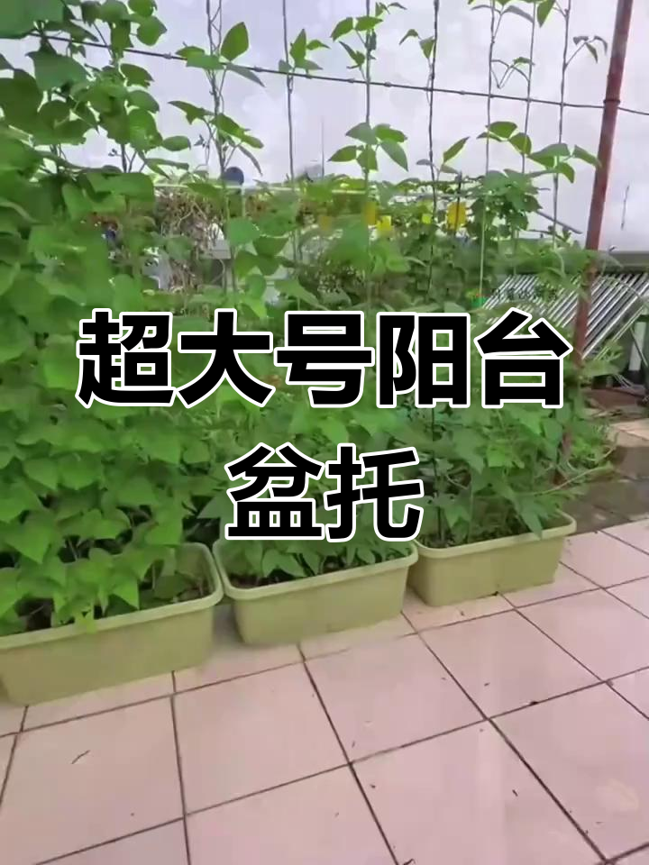 阳台种菜神器,超大空间不漏水,韭菜蒜苗都能轻松搞定
