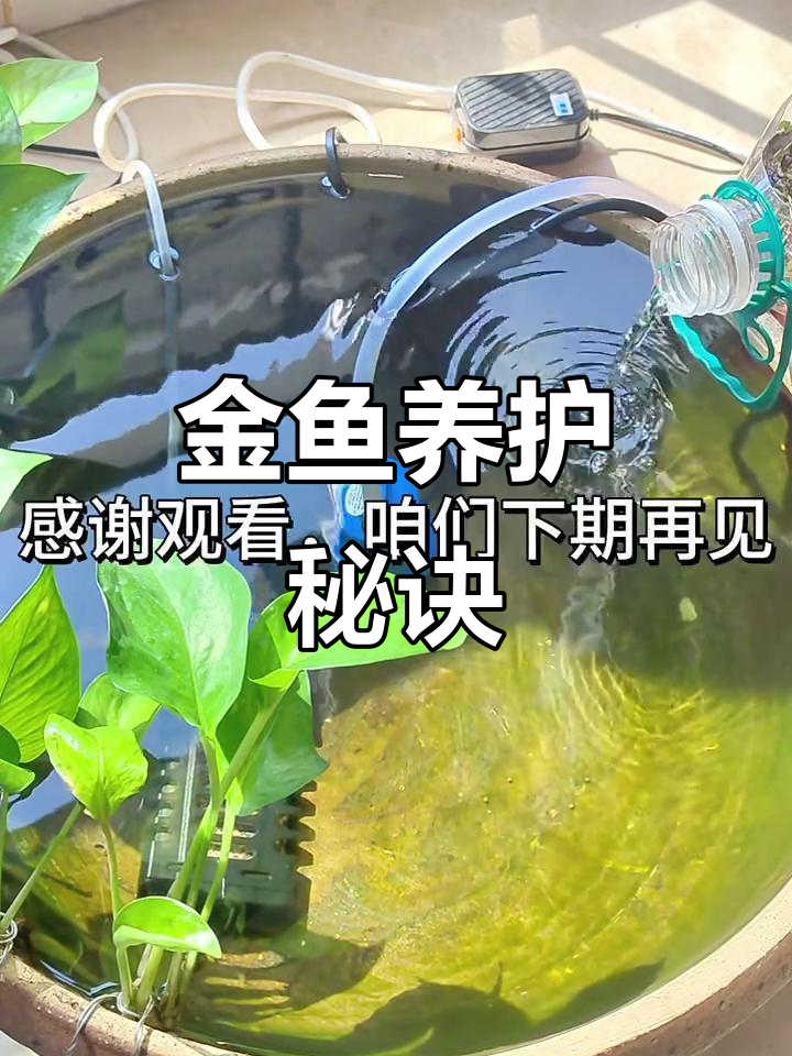兰寿金鱼需充足氧气，水质清澈才能保持健康