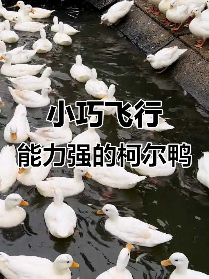 荷兰柯尔鸭:小巧却能飞,宠物与观赏两相宜