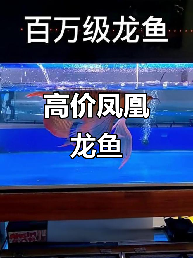 百万级别凤凰龙鱼,高端红龙的魅力展示