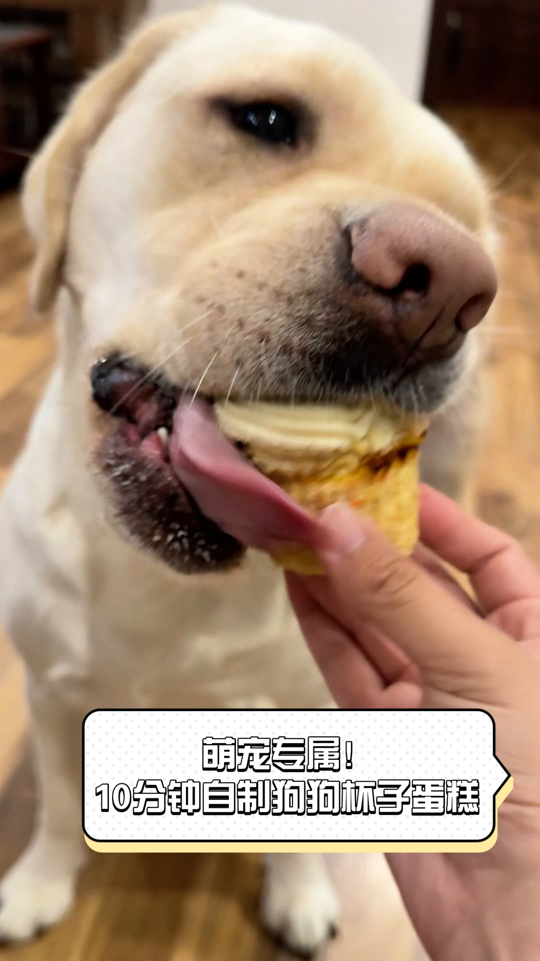 萌宠专属!10分钟自制狗狗杯子蛋糕