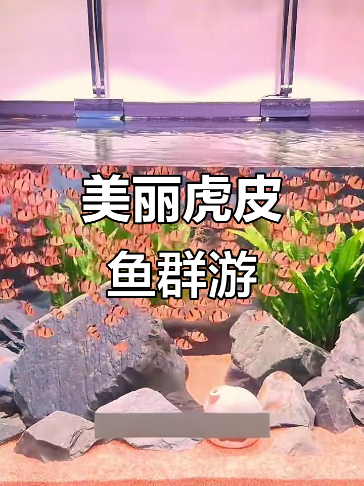 虎皮鱼群游美景,色彩艳丽超易养