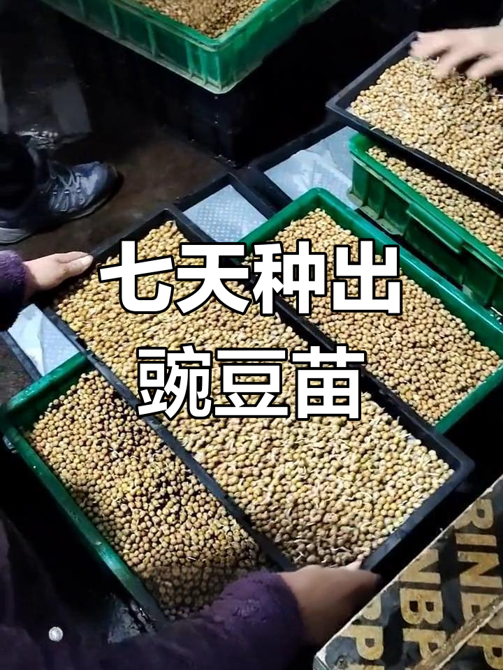 豌豆苗种植全攻略,简单又高效