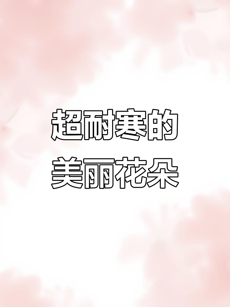 耐寒漏斗菜,轻松养护开花大又美