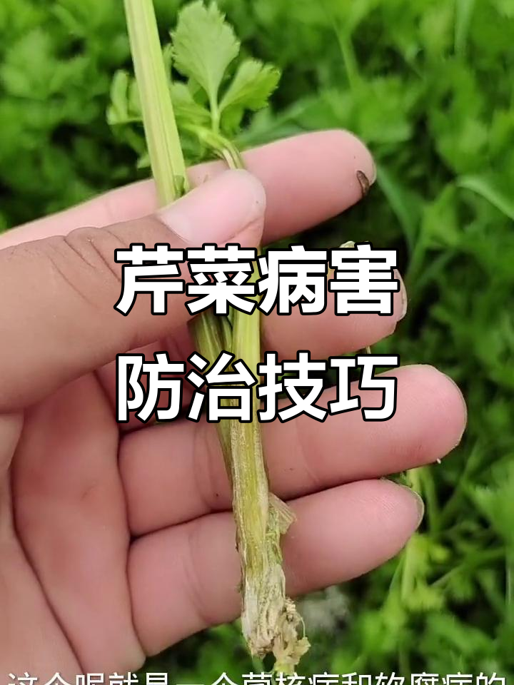 芹菜中后期菌核病与软腐病的混合爆发,如何应对?