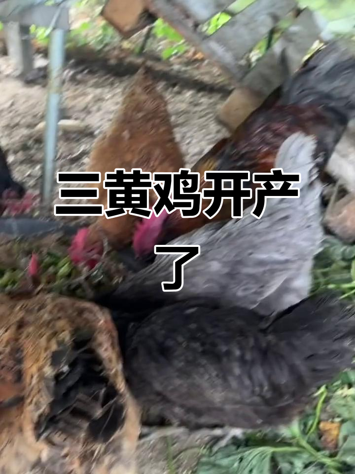 4个月三黄鸡开始下蛋,真快!