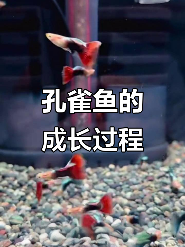 孔雀鱼的一生：从出生到成长的精彩历程